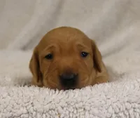 Short Coat Cream Female, a female Dachshund for sale in Salem, IA – 5 of 7