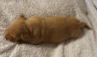 Short Coat Cream Female, a female Dachshund for sale in Salem, IA – 3 of 7