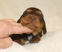 Chocolate and Tan Long Coat, a male Dachshund for sale in Salem, IA – 3 of 7