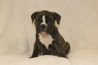 Bubby, a male English Bulldog for sale in Salem, IA – 4 of 4