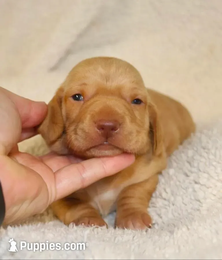 Short Coat Cream Male, a male Dachshund for sale in Salem, IA – 1 of 7