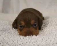 Short Haired Chocolate and Tan Male, a male Dachshund for sale in Salem, IA – 3 of 7