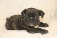 Bao, a male English Bulldog and Pug for sale in Salem, IA – 2 of 4