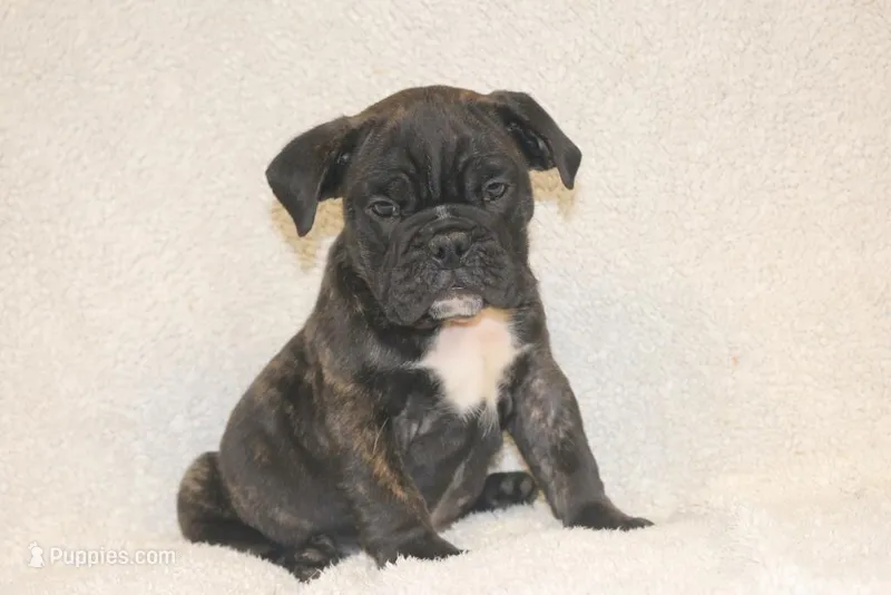 Bao – English Bulldog, Pug puppy for sale in Salem, IA