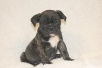 Bao, a male English Bulldog and Pug for sale in Salem, IA – 1 of 4
