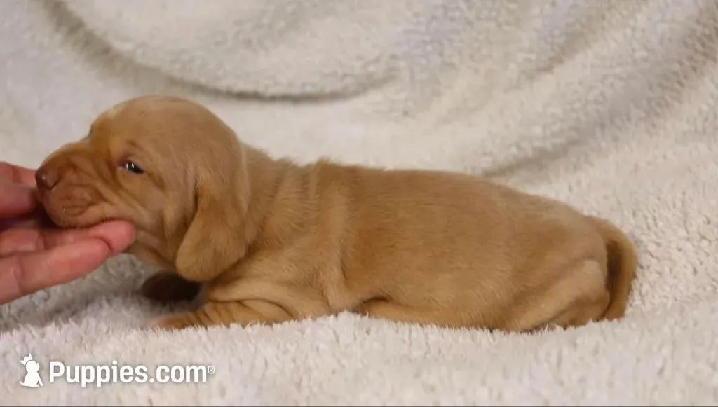 Short Coat Cream Male, a male Dachshund for sale in Salem, IA – 2 of 7