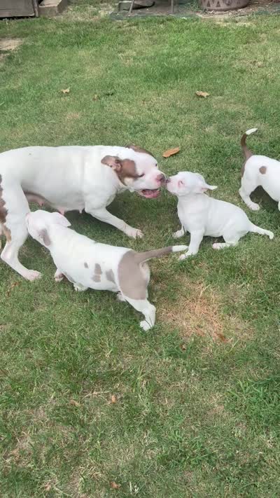 Sable, a female American Bully for sale in Memphis, TN – 7 of 8