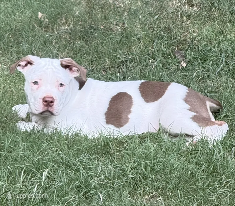 Dottie – American Bully puppy for sale in Memphis, TN