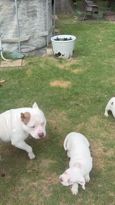Dottie, a female American Bully for sale in Memphis, TN – 10 of 10