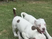 Dottie, a female American Bully for sale in Memphis, TN – 6 of 10