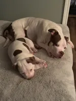 Dottie, a female American Bully for sale in Memphis, TN – 3 of 10