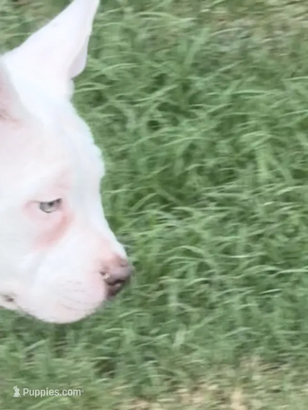 Sable – American Bully puppy for sale in Memphis, TN