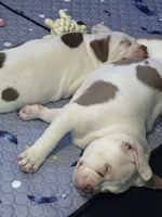 Dottie, a female American Bully for sale in Memphis, TN – 2 of 10