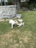 Sable, a female American Bully for sale in Memphis, TN – 4 of 8