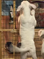 Sable, a female American Bully for sale in Memphis, TN – 5 of 8