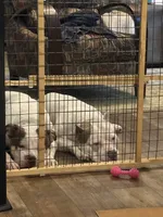 Dottie, a female American Bully for sale in Memphis, TN – 8 of 10