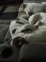 Dottie, a female American Bully for sale in Memphis, TN – 4 of 10