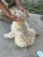 Echo, a male Goldendoodle for sale in Killeen, TX – 6 of 6