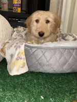 Echo, a male Goldendoodle for sale in Killeen, TX – 3 of 6
