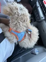 Echo, a male Goldendoodle for sale in Killeen, TX – 2 of 6