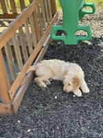 Echo, a male Goldendoodle for sale in Killeen, TX – 4 of 6