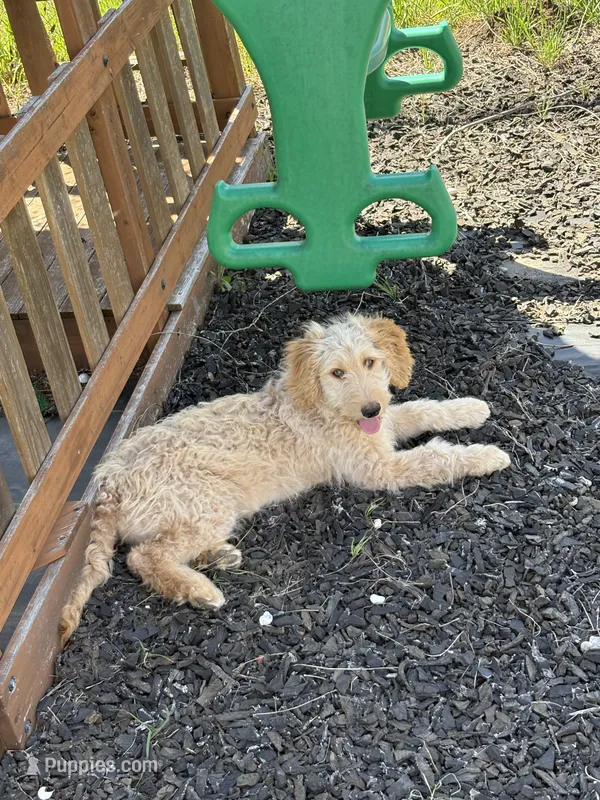 Echo – Goldendoodle puppy for sale in Killeen, TX