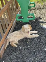 Echo, a male Goldendoodle for sale in Killeen, TX – 1 of 6