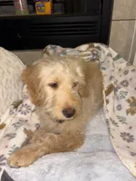 Echo, a male Goldendoodle for sale in Killeen, TX – 5 of 6