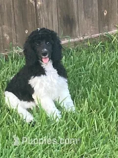 Foxtrot – Poodle - Multi-Colored Standard puppy for sale in Spring, TX