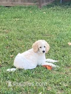   Tango – Poodle - Multi-Colored Standard puppy for sale in Spring, TX