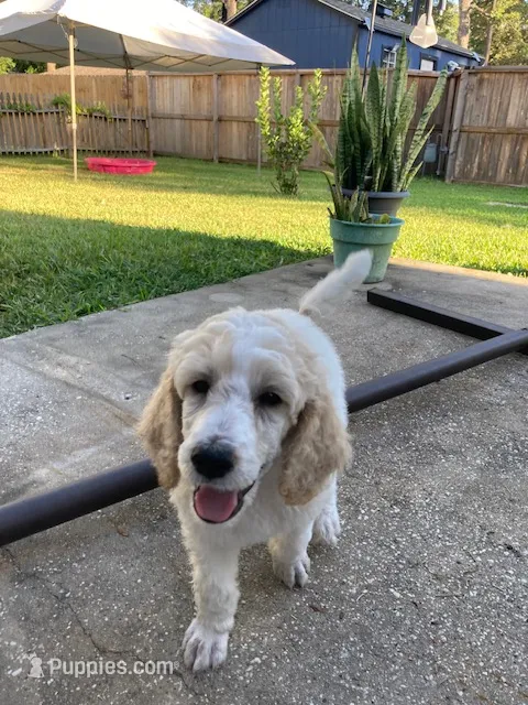   Tango – Poodle - Multi-Colored Standard puppy for sale in Spring, TX