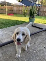   Tango, a male Poodle - Multi-Colored Standard for sale in Spring, TX – 1 of 1