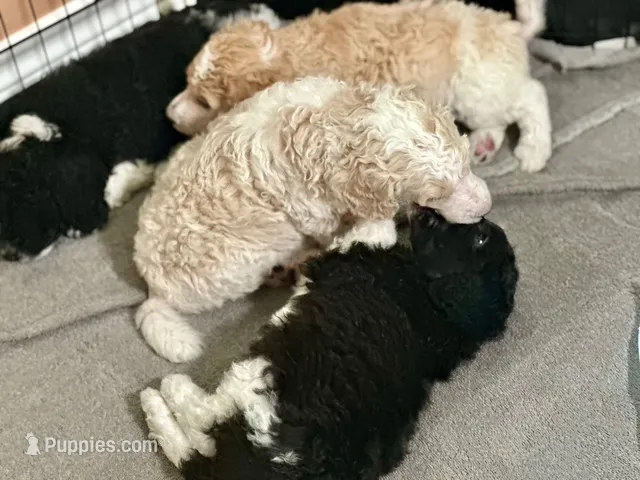 Foxtrot – Poodle - Multi-Colored Standard puppy for sale in Spring, TX