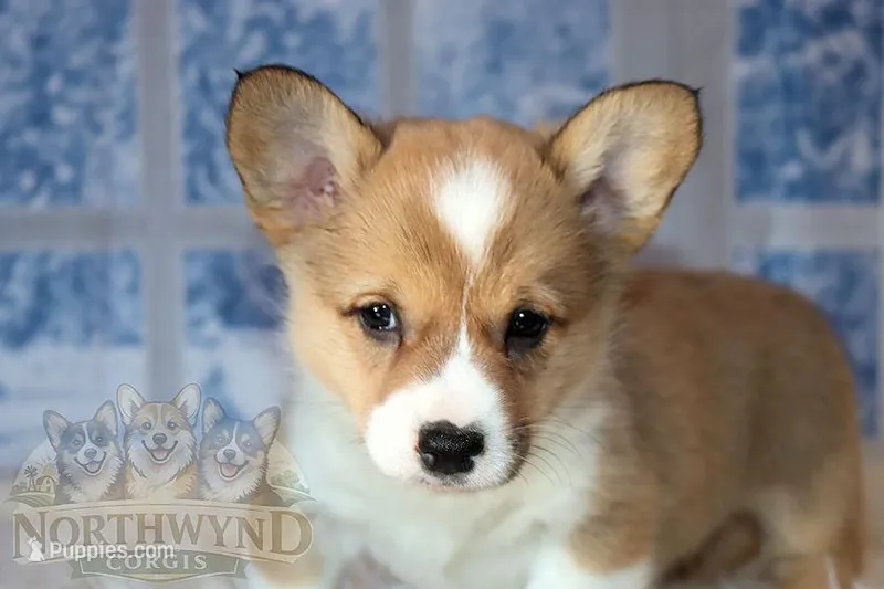 Charlotte – Pembroke Welsh Corgi puppy for sale in Akeley, MN