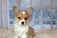 Charlotte, a female Pembroke Welsh Corgi for sale in Akeley, MN – Photo 2 of 10