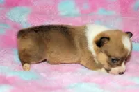 Charlotte, a female Pembroke Welsh Corgi for sale in Akeley, MN – Photo 7 of 10