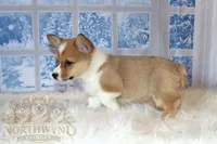 Charlotte, a female Pembroke Welsh Corgi for sale in Akeley, MN – Photo 4 of 10