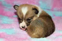 Charlotte, a female Pembroke Welsh Corgi for sale in Akeley, MN – Photo 8 of 10