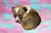 Charlotte, a female Pembroke Welsh Corgi for sale in Akeley, MN – Photo 9 of 10