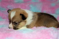Charlotte, a female Pembroke Welsh Corgi for sale in Akeley, MN – Photo 6 of 10