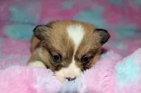 Charlotte, a female Pembroke Welsh Corgi for sale in Akeley, MN – Photo 10 of 10