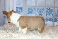 Charlotte, a female Pembroke Welsh Corgi for sale in Akeley, MN – Photo 3 of 10