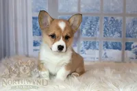 Charlotte, a female Pembroke Welsh Corgi for sale in Akeley, MN – Photo 5 of 10