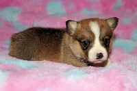 Oliver, a male Pembroke Welsh Corgi for sale in Hubbard, MN – Photo 10 of 10