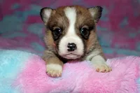 Oliver, a male Pembroke Welsh Corgi for sale in Hubbard, MN – Photo 8 of 10