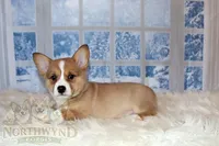 Oliver, a male Pembroke Welsh Corgi for sale in Hubbard, MN – Photo 3 of 10