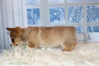 Oliver, a male Pembroke Welsh Corgi for sale in Hubbard, MN – Photo 7 of 10