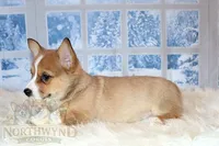 Oliver, a male Pembroke Welsh Corgi for sale in Hubbard, MN – Photo 5 of 10