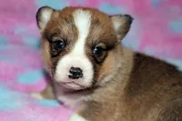 Oliver, a male Pembroke Welsh Corgi for sale in Hubbard, MN – Photo 9 of 10