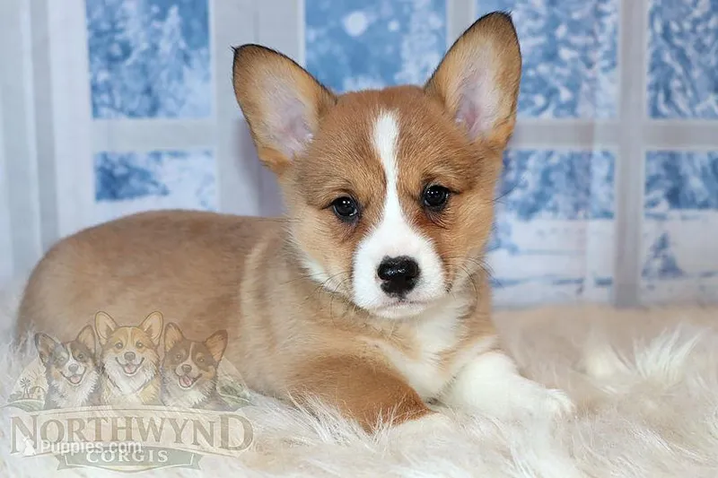 Oliver – Pembroke Welsh Corgi puppy for sale in Hubbard, MN